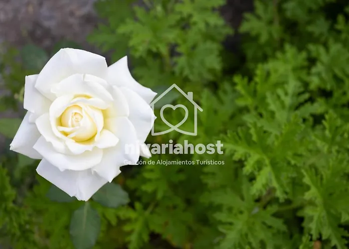 Tegas: Tacoronte, By Nivariahost Tatil Evi