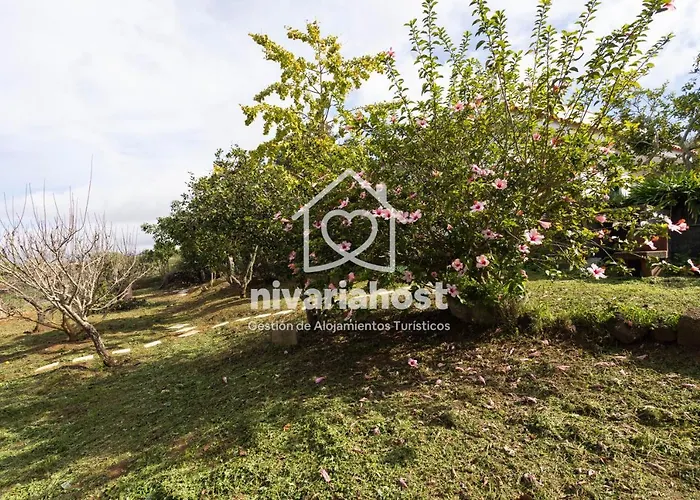 Tegas: Tacoronte, By Nivariahost