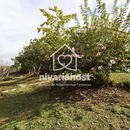 Tegas: Tacoronte, By Nivariahost