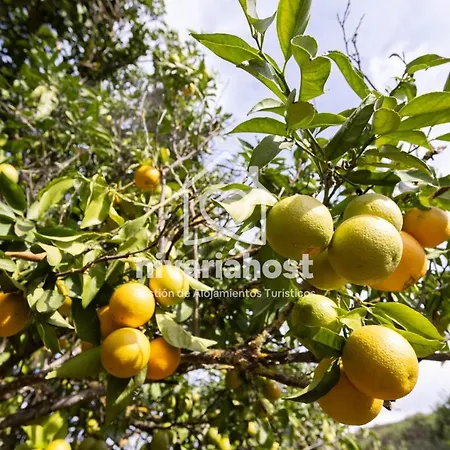 Tegas: Tacoronte, By Nivariahost * Tacoronte