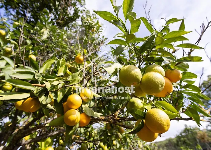 Tegas: Tacoronte, By Nivariahost * Tacoronte